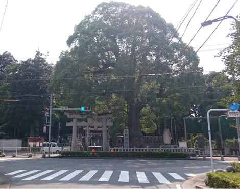 平野神社の楠