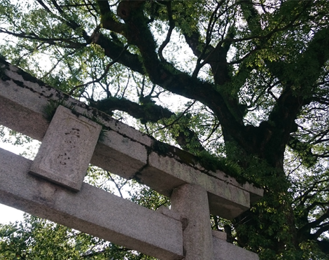 平野神社の楠